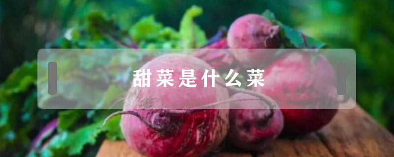 甜菜是什么菜